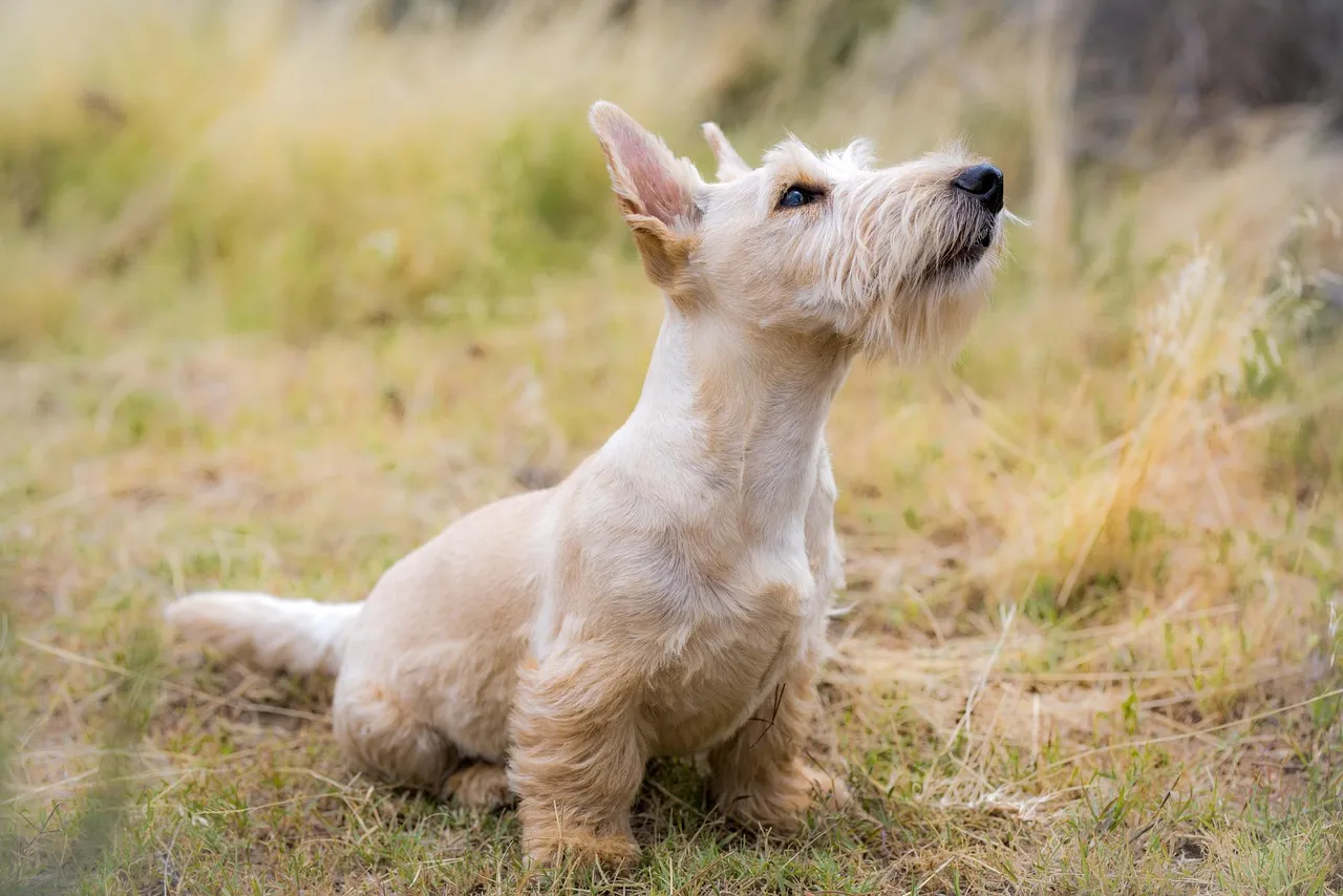 A Welsh terrier, a barátságos és energikus kiskedvenc