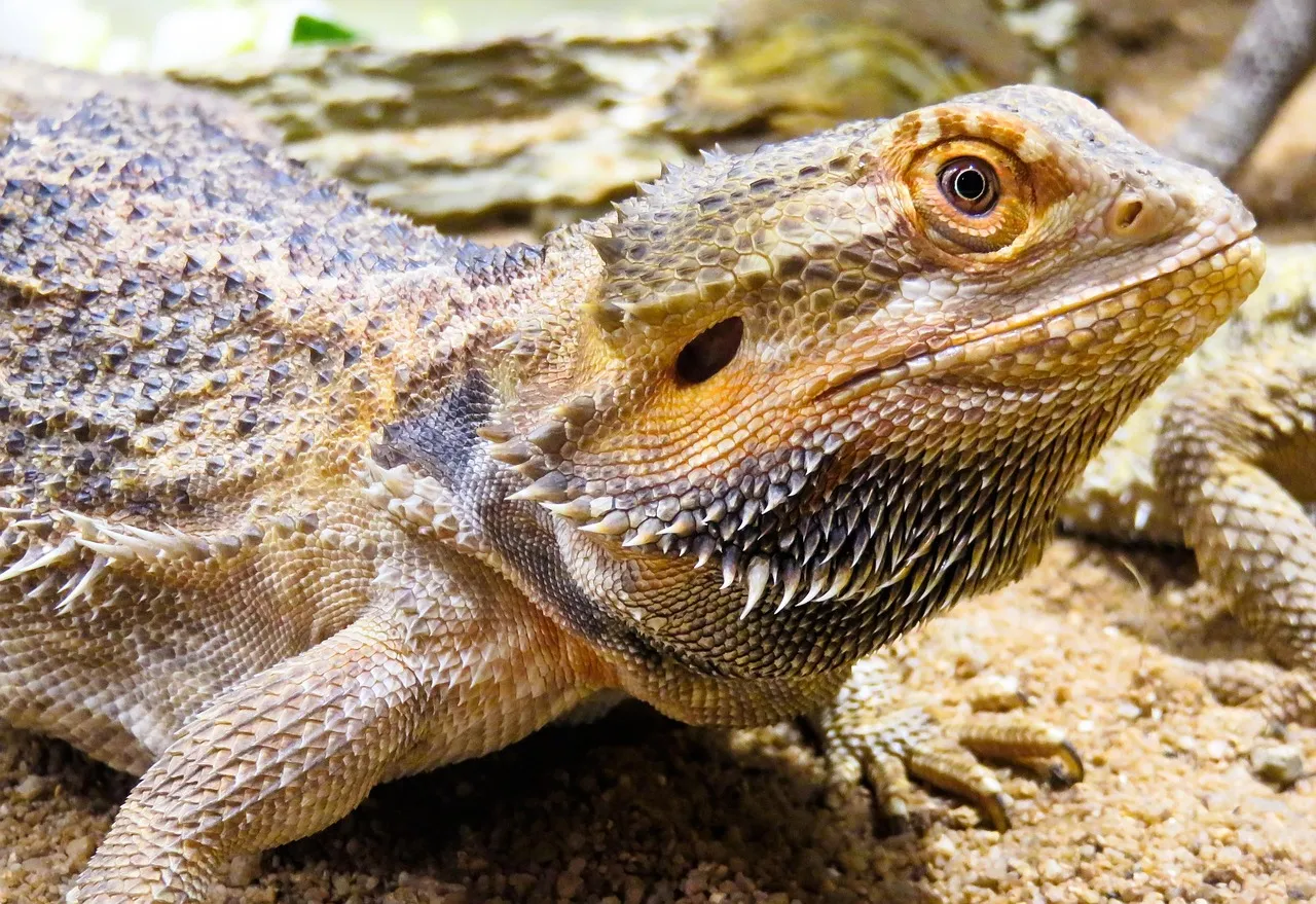 A korpa okai és megoldásai a mindennapi életben